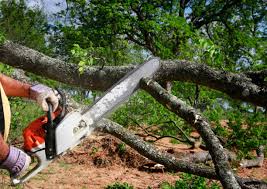 Best Hazardous Tree Removal  in Pine Castle, FL