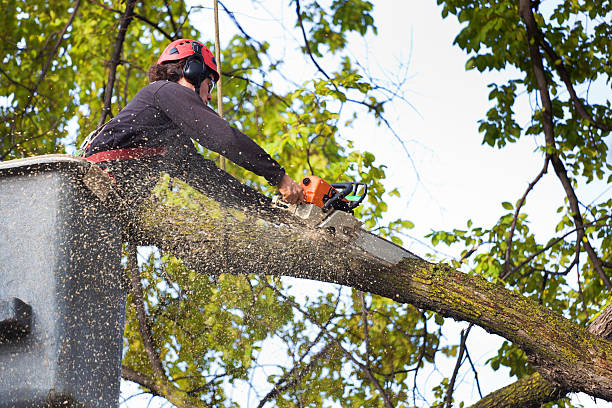 How Our Tree Care Process Works  in  Pine Castle, FL